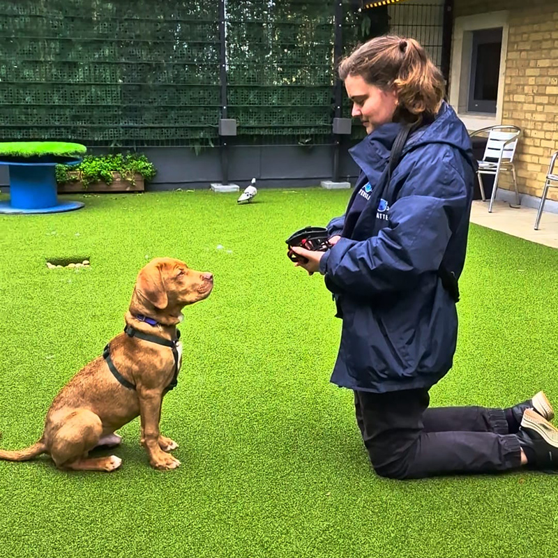 Dog Training Lincolnshire